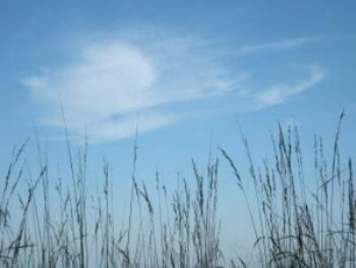Scene on the edge of Lake Michigan, with reeds against a blue sky
